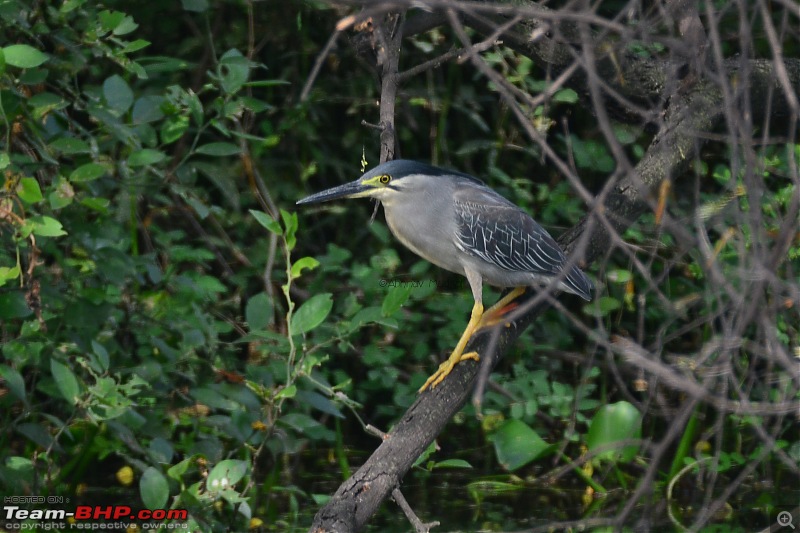 Rambling in the wild : Ranthambore, Jhalana, Bharatpur & more-14-little-green-heron.jpg