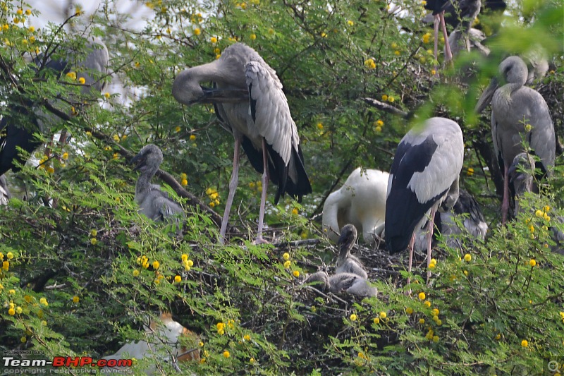 Rambling in the wild : Ranthambore, Jhalana, Bharatpur & more-15-open-billed-stork.jpg