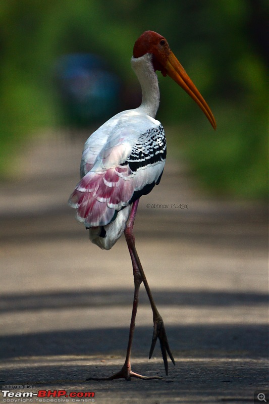 Rambling in the wild : Ranthambore, Jhalana, Bharatpur & more-21-painted-stork.jpg