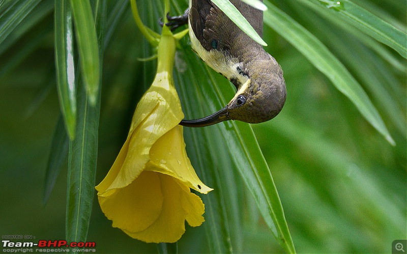 Whistling Trails: In search of Birds and Wildlife-dsc_2436.jpg