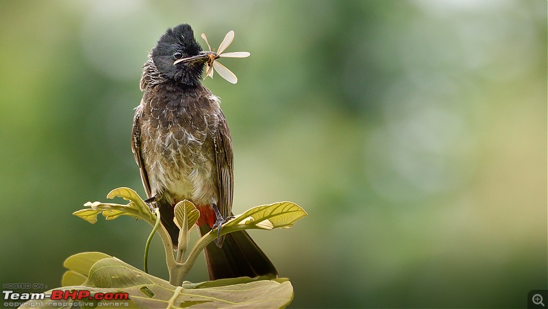 Whistling Trails: In search of Birds and Wildlife-dsc_2173.c22.jpg