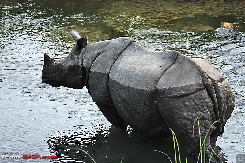 Wet Bhutan and Green Dooars-rhino.jpg