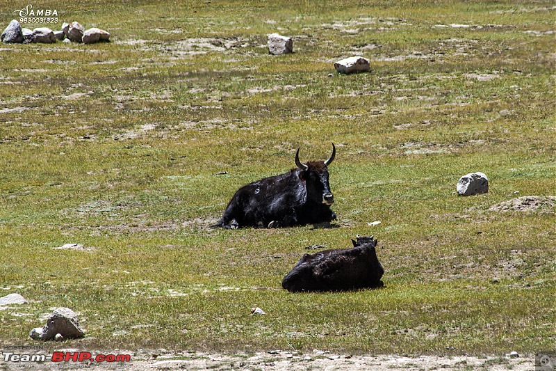 Sailed through the high passes in Hatchbacks, SUVs & a Sedan - Our Ladakh chapter from Kolkata-img_7542.jpg