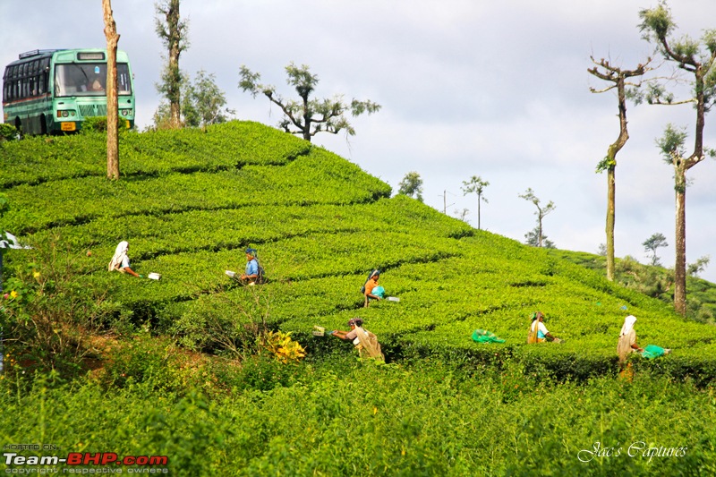 A rejuvenating long weekend at Valparai  The young green hill station-173.jpg