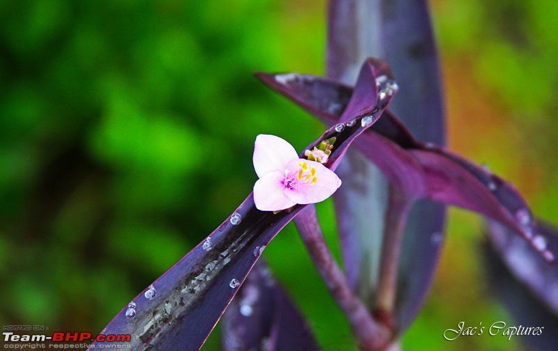 A rejuvenating long weekend at Valparai  The young green hill station-181.jpg