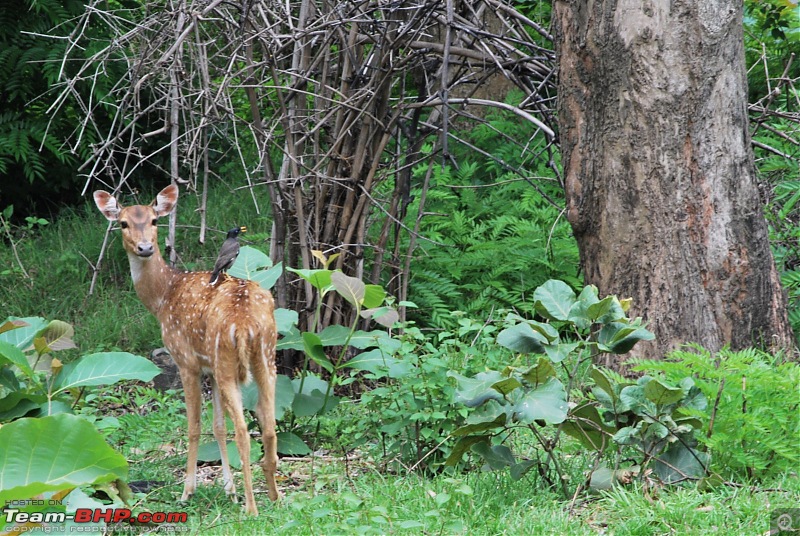 Another Trip Report to Ooty!-dsc_1228.jpg