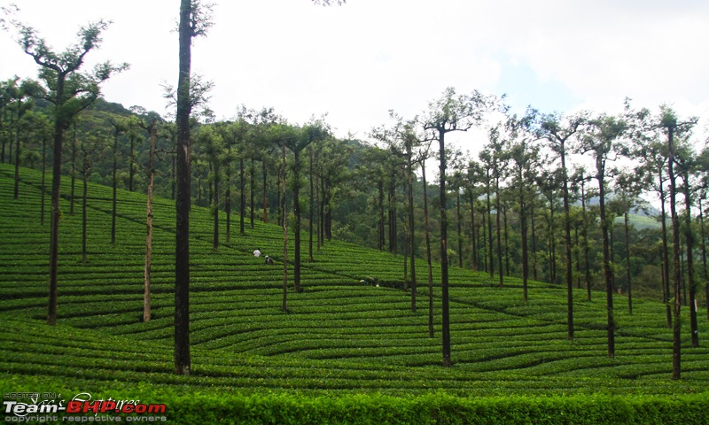 A rejuvenating long weekend at Valparai  The young green hill station-210.jpg