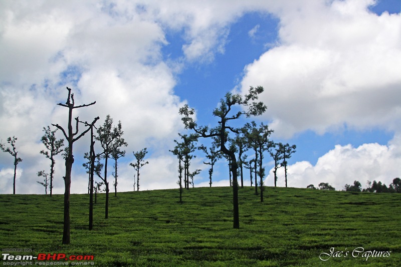 A rejuvenating long weekend at Valparai  The young green hill station-212.jpg