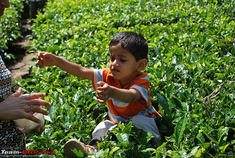 Another Trip Report to Ooty!-dsc_1469.jpg