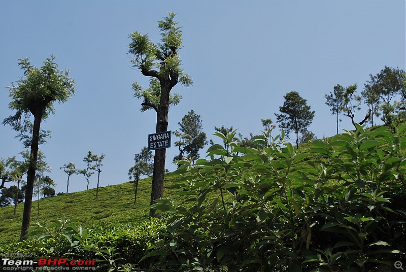 Another Trip Report to Ooty!-dsc_1487.jpg