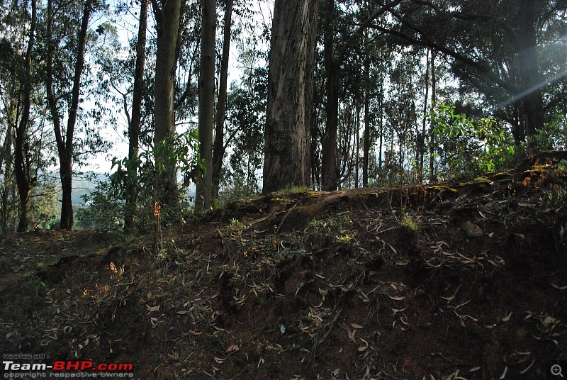 Another Trip Report to Ooty!-dsc_1658.jpg