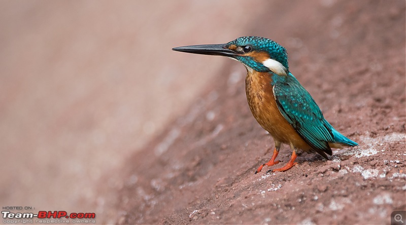 Whistling Trails: In search of Birds and Wildlife-dsc_34872.jpg