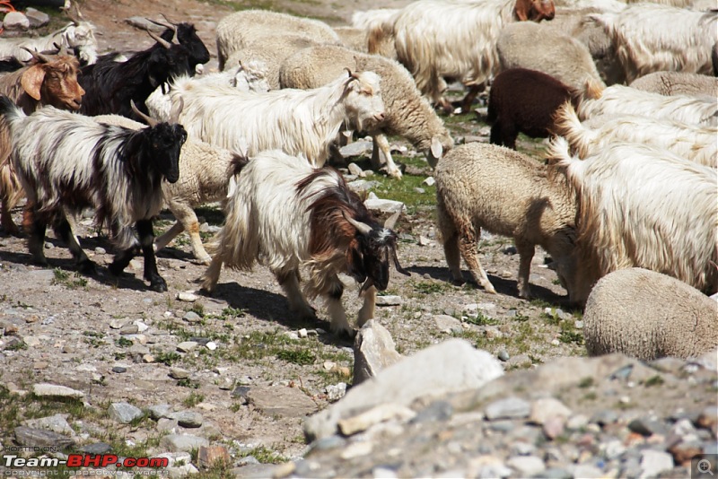 Sailed through the high passes in Hatchbacks, SUVs & a Sedan - Our Ladakh chapter from Kolkata-d15.11.jpg