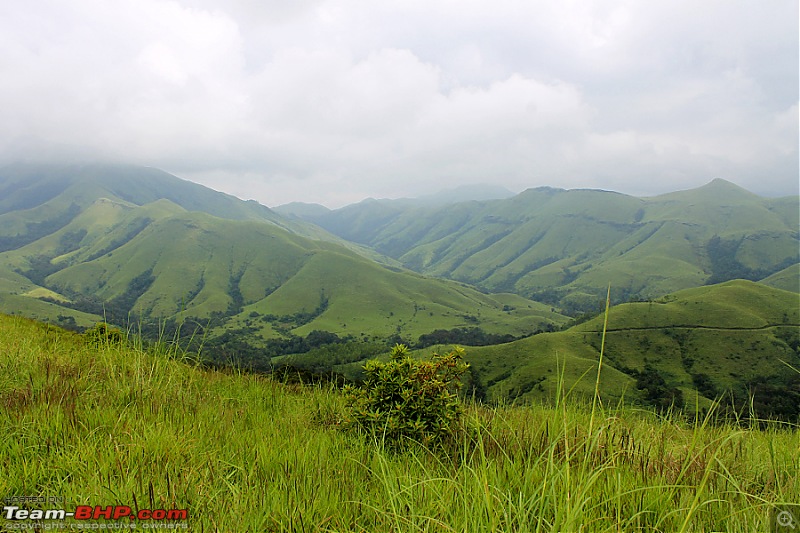 Horse-Face: The Jewel of Western Ghats-img_1976.jpg