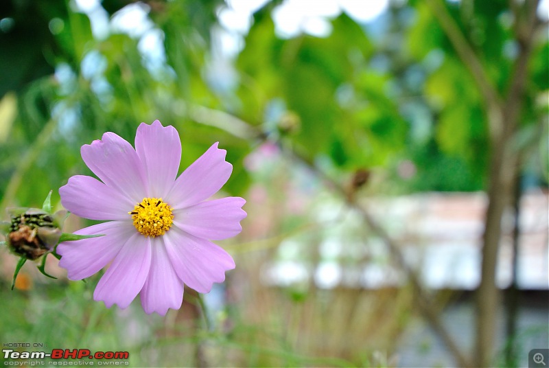 In the abode of the Himalayas - Hiking 4000 meters up to Dzongri-violetflower.jpg