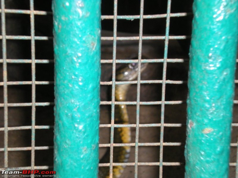 Across South India-Tracking the elusive King (ophiophagus hannah AKA: The King Cobra)-5.jpg