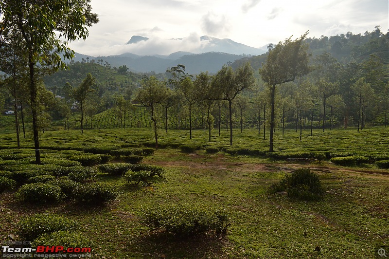 A fascinating drive to the land of tea estates - Chennai to Valparai-dsc_0220.jpg