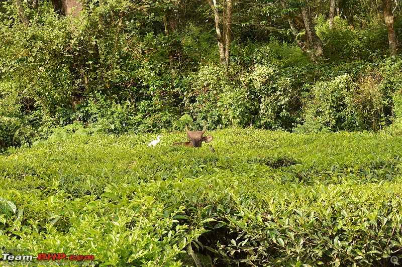 A fascinating drive to the land of tea estates - Chennai to Valparai-dsc_0227.jpg