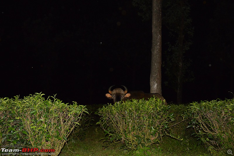 A fascinating drive to the land of tea estates - Chennai to Valparai-dsc_0394.jpg