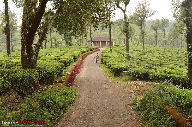 A fascinating drive to the land of tea estates - Chennai to Valparai-dsc_0433.jpg