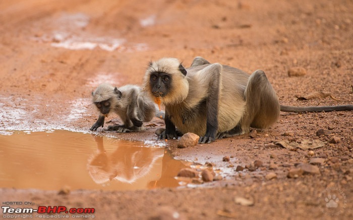 Fortuner Chronicles: Bison goes tiger shooting (Tadoba)-dsc_0319.jpg