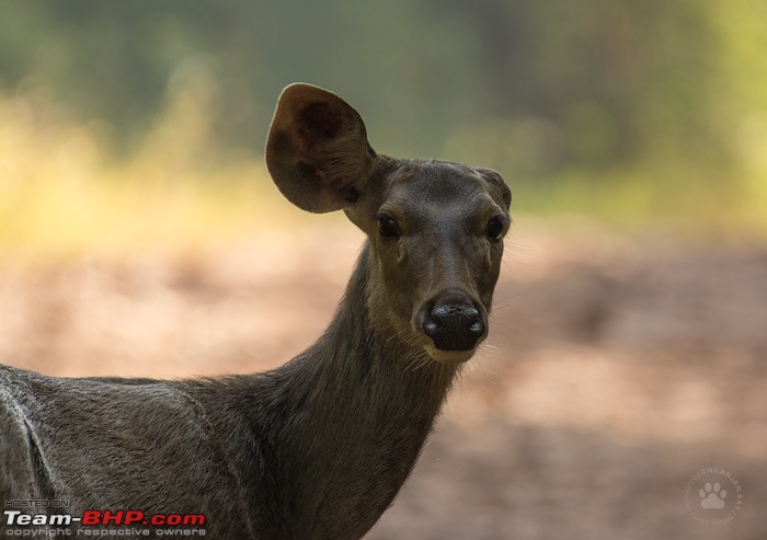 Fortuner Chronicles: Bison goes tiger shooting (Tadoba)-dsc_7267.jpg