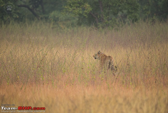 Fortuner Chronicles: Bison goes tiger shooting (Tadoba)-dsc_0563.jpg