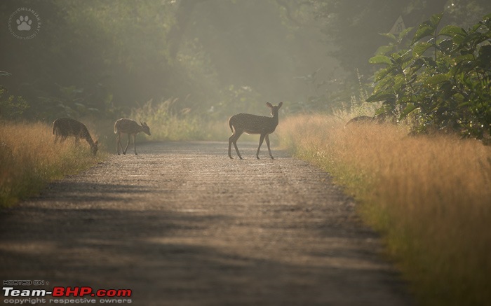 Fortuner Chronicles: Bison goes tiger shooting (Tadoba)-dsc_0822.jpg