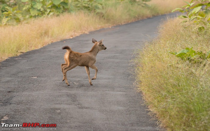 Fortuner Chronicles: Bison goes tiger shooting (Tadoba)-dsc_0351.jpg