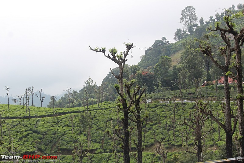 Raje's visit to Valparai (from Chennai)-45tea-plantations.jpg