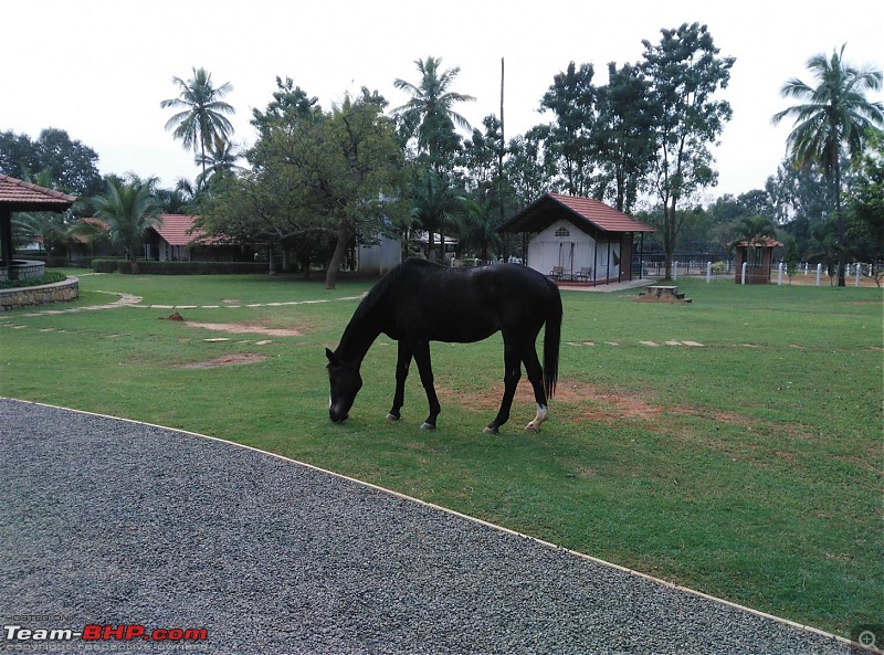 Dawn to Dusk - Embassy Horse Riding School in Bangalore-5-large.jpg