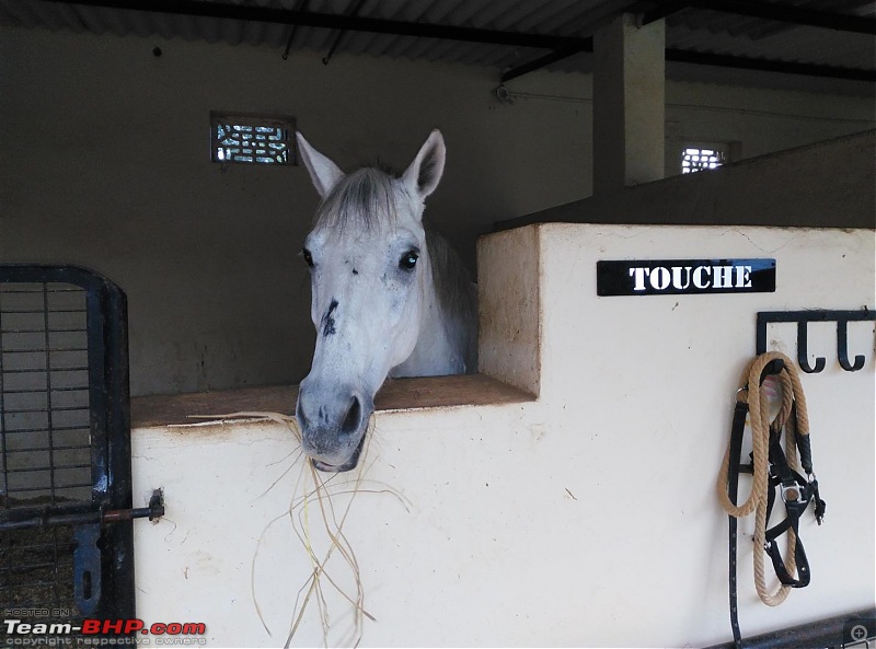 Dawn to Dusk - Embassy Horse Riding School in Bangalore-6-large.jpg