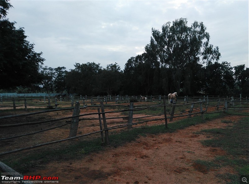 Dawn to Dusk - Embassy Horse Riding School in Bangalore-12-large.jpg