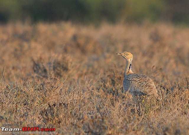 Gujarat birding hotspots: Mumbai to GRK, LRK & Jamnagar-23140867664_4f89c79ee8_z.jpg
