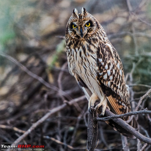 Gujarat birding hotspots: Mumbai to GRK, LRK & Jamnagar-23473395700_f7345fe9ef_z.jpg