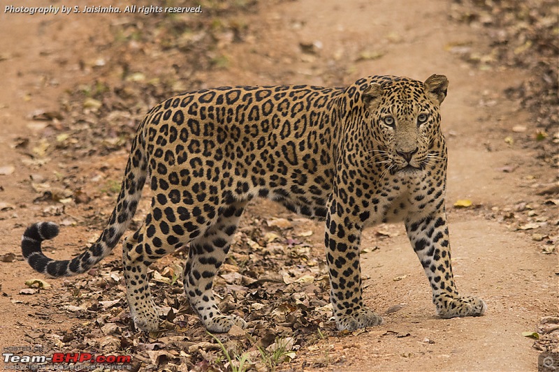 Tryst with a Leopard in Kabini-kbndec2015366.jpg