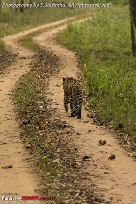 Tryst with a Leopard in Kabini-kbndec2015484.jpg