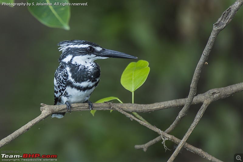 Tryst with a Leopard in Kabini-rgndec2015710.jpg