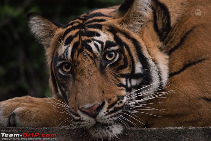 Tigers of Ranthambore: A 4,100 km roadtrip-dsc_2105copy.jpg
