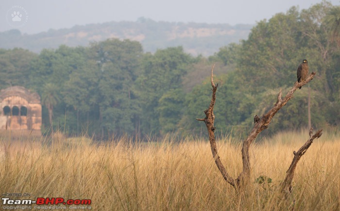 Tigers of Ranthambore: A 4,100 km roadtrip-dsc_1604.jpg