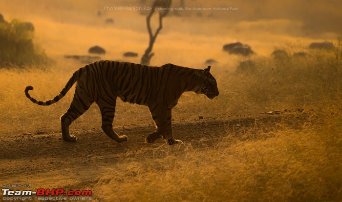 Tigers of Ranthambore: A 4,100 km roadtrip-dsc_16332copy.jpg
