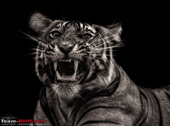 Tigers of Ranthambore: A 4,100 km roadtrip-dsc_19932_bw.jpg