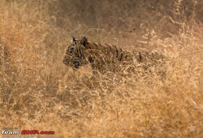 Tigers of Ranthambore: A 4,100 km roadtrip-dsc_81072.jpg