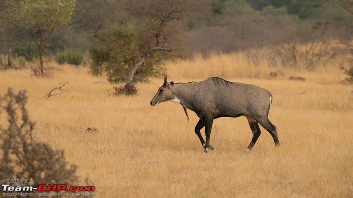 Tigers of Ranthambore: A 4,100 km roadtrip-dsc_0986.jpg