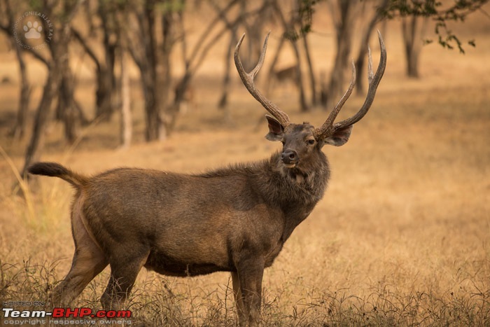 Tigers of Ranthambore: A 4,100 km roadtrip-dsc_1777.jpg