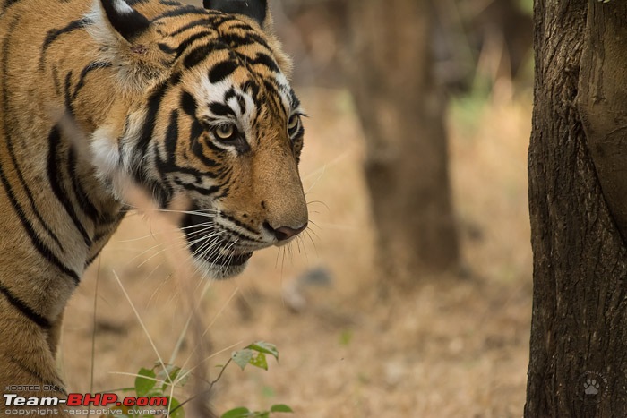 Tigers of Ranthambore: A 4,100 km roadtrip-dsc_8016.jpg