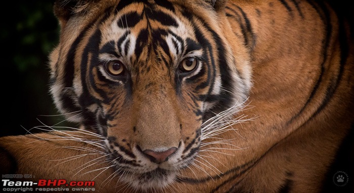 Tigers of Ranthambore: A 4,100 km roadtrip-dsc_20373.jpg