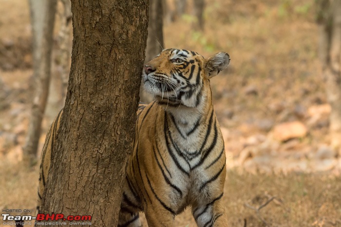 Tigers of Ranthambore: A 4,100 km roadtrip-dsc_8021.jpg