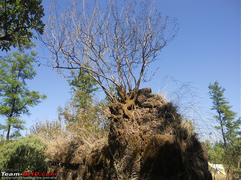 With my TUV300 to Sinhagad Fort, Balaji Temple, Narayanpur & Shivthar Ghal-26tree-growing-high-dry-where-water-cannot-reach.jpg