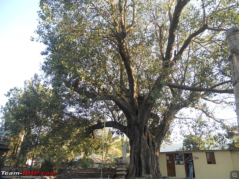 With my TUV300 to Sinhagad Fort, Balaji Temple, Narayanpur & Shivthar Ghal-41the-huge-pipal-tree-right-temple-entrance.jpg